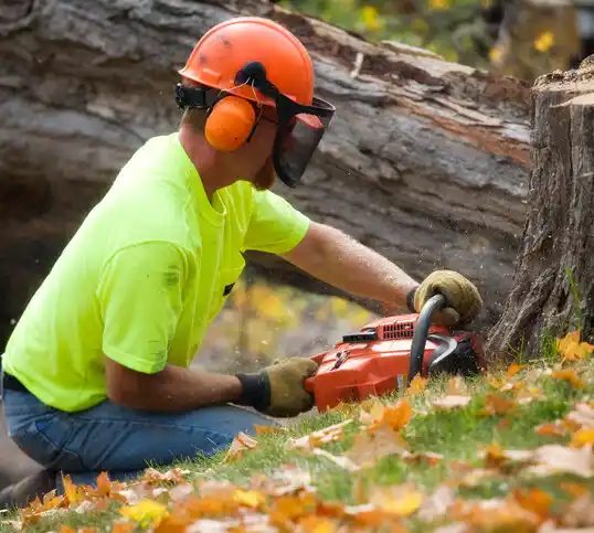 tree services Lebanon Junction